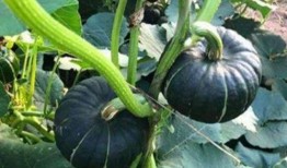 杭州吃瓜网红是谁啊,她是如何成为网络红人的？